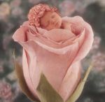 Bocciolo rosa