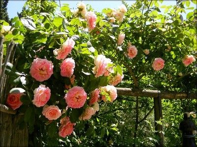 Camminando tra le rose