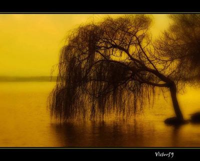Il salice  