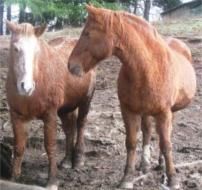 Patto d�amore