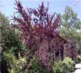 Fioritura