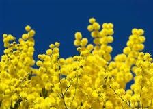 Giallo