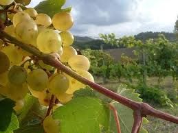 Viali d'autunno