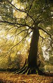 Risvegliarmi albero