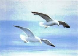 Come gabbiano volar