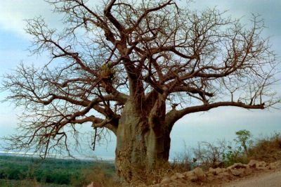Vecchio Albero