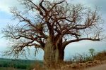 Vecchio Albero