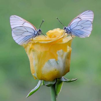 Sogni