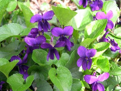 Viole Mammole