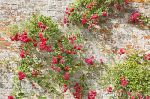 Giardino tra muri
