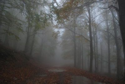 Nebbia