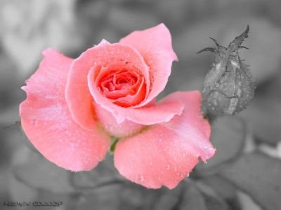 Regala una rosa