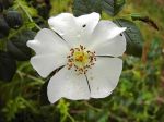 Formiche sulle rose