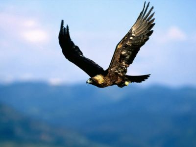 L'aquila e il passero