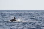 Come un delfino
