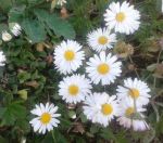 A primavera