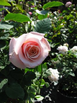 Fiorir�