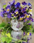 Viola