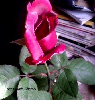 � amore