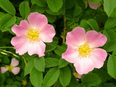 Le rose e la vita