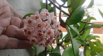 Onda