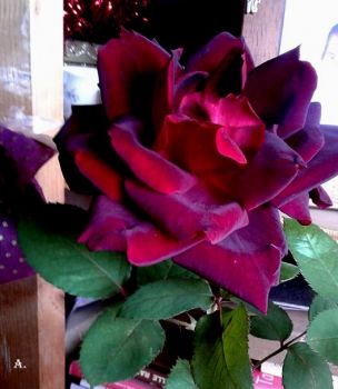 L�amore provato