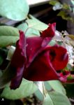 Come sui fiori in un prato