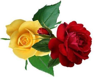 Fiori e illusioni