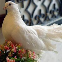 Potessi