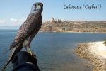 Silenzi d�amore
