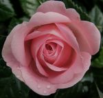 Profumata rosa
