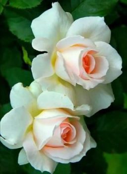 Scrigno dell�anima