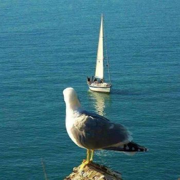 L�amore e le rose