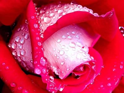 La rosa settembrina