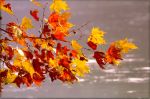 Avrei voluto viverti in autunno