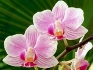 Petali d�orchidea