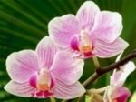Petali d�orchidea