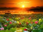 Il colore delle ninfee