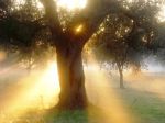 S�infrangono albe