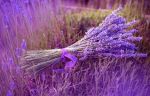 Sogni d'eternit�