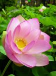 L�Amore per sempre
