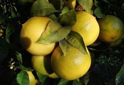 Oro Verde