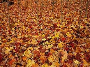 Emozioni d'autunno