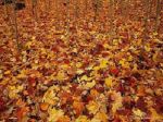 Emozioni d'autunno