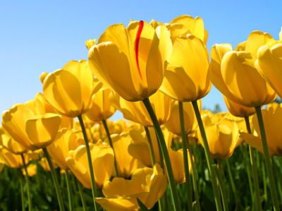 Danzano i fiori