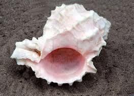 Rimpianti