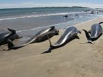 Il canto delle balene  