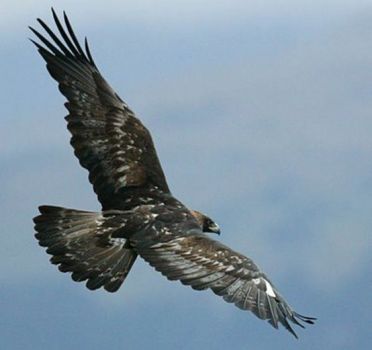Come un'aquila