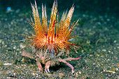 Fantasiosa natura