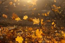 Come foglie d’autunno